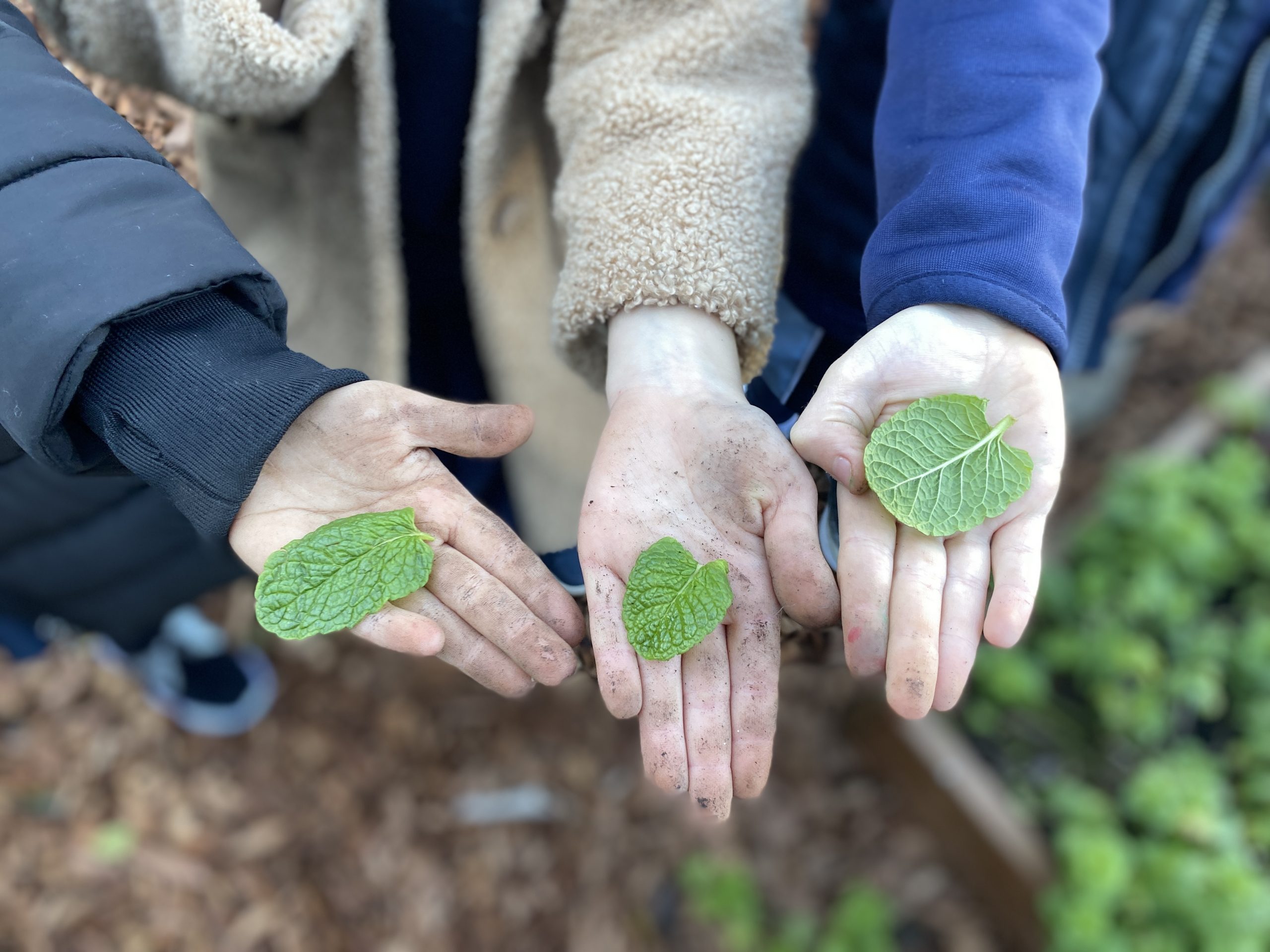 Hands-on learning continues in Early Years organic garden Image